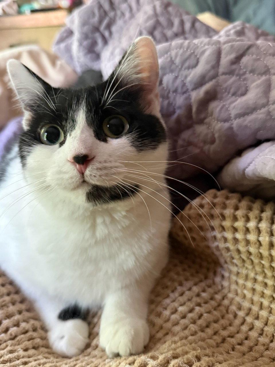 Priscilla, a Adoptable Domestic Short Hair in Reston, VA image 1/3