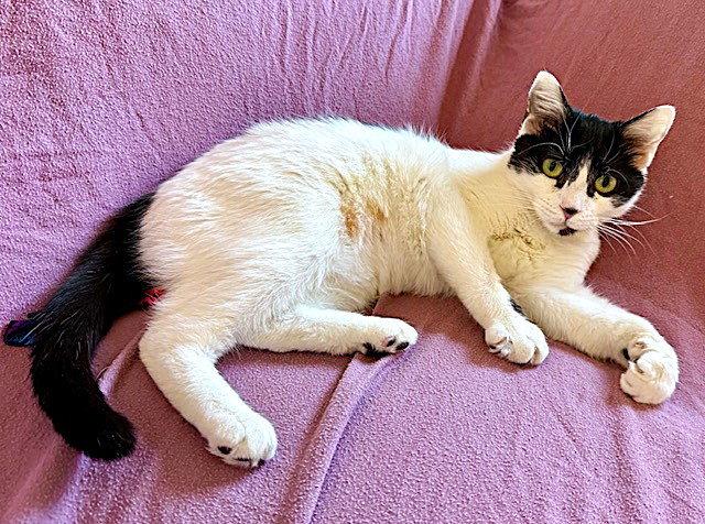 Enlarge Priscilla, a Adoptable Domestic Short Hair in Reston, VA image 2/3