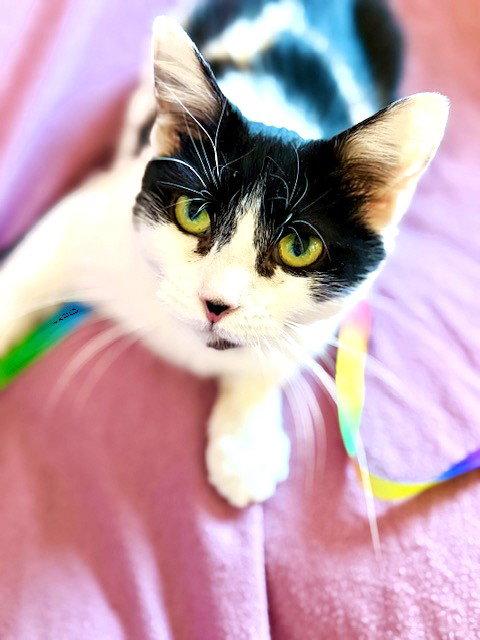 Priscilla, a Adoptable Domestic Short Hair in Reston, VA image 3/3