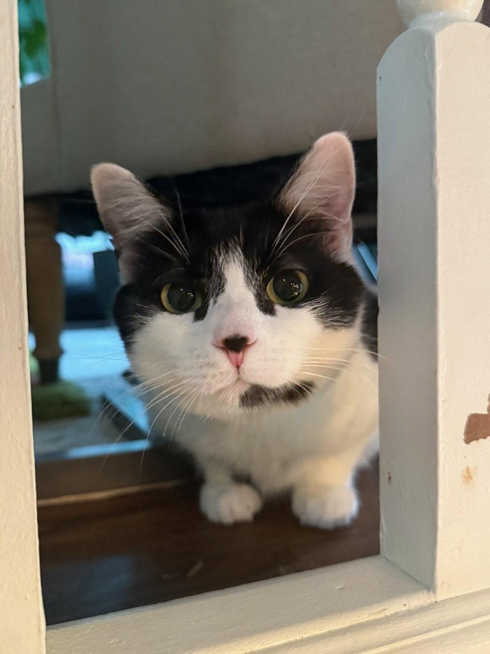 Priscilla, a Adoptable Domestic Short Hair in Reston, VA image 2/3