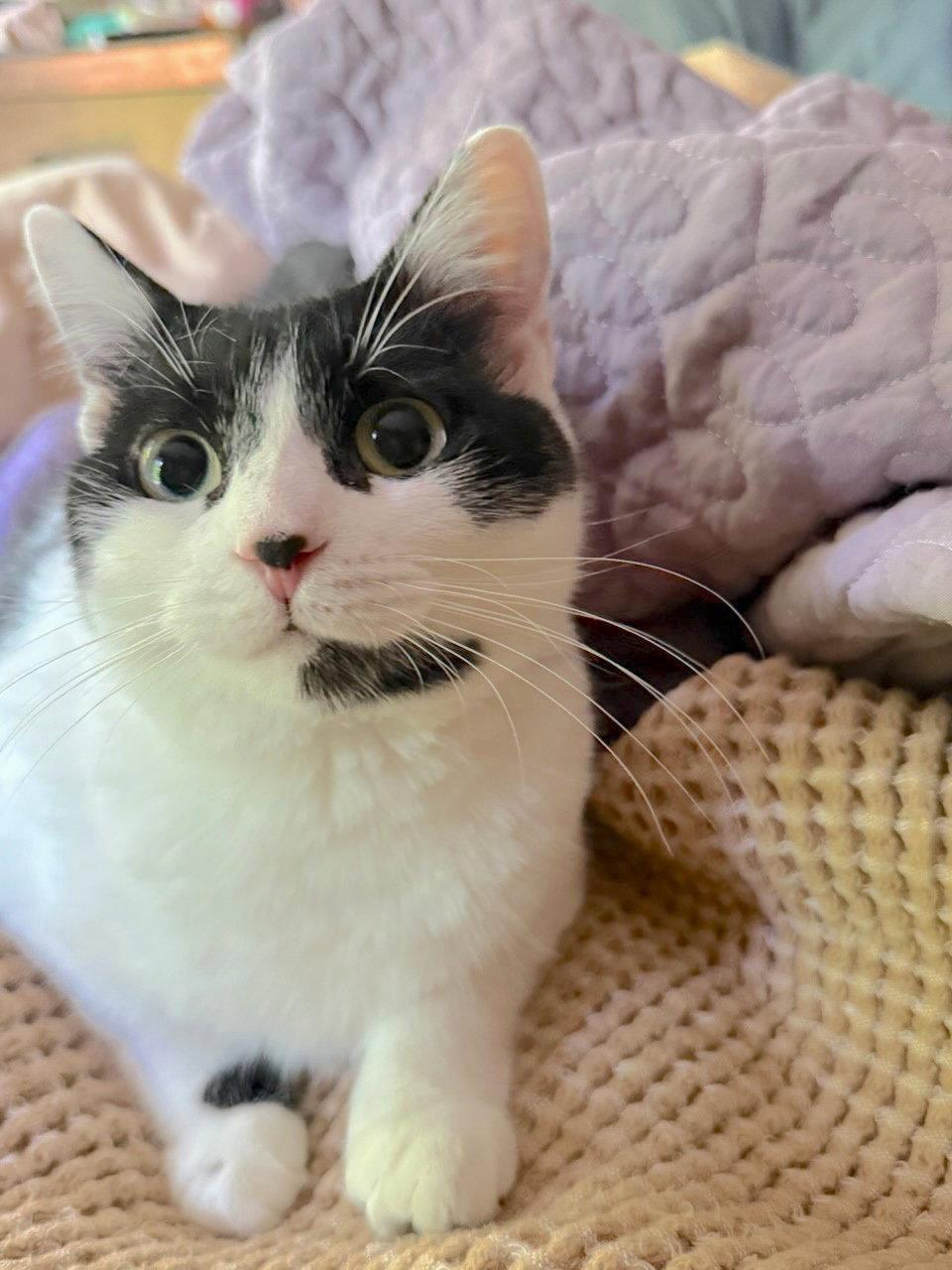 Enlarge Priscilla, a Adoptable Domestic Short Hair in Reston, VA image 1/3