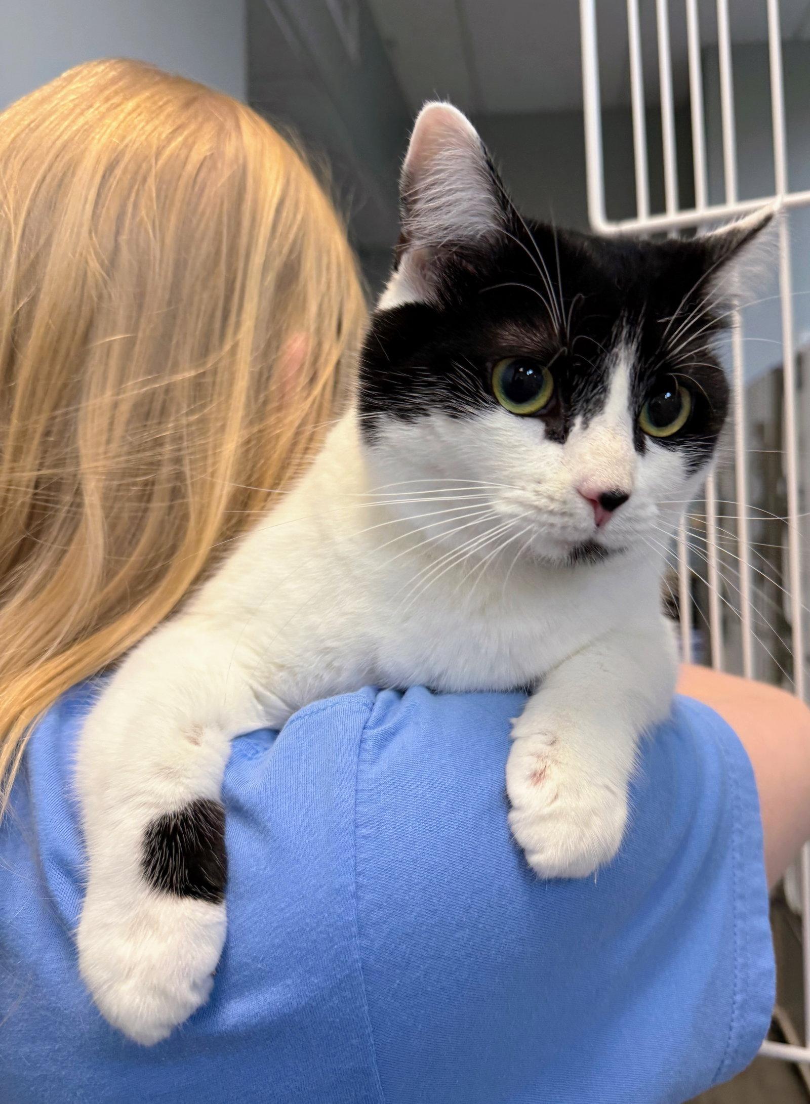 Enlarge Priscilla, a Adoptable Domestic Short Hair in Reston, VA image 2/3