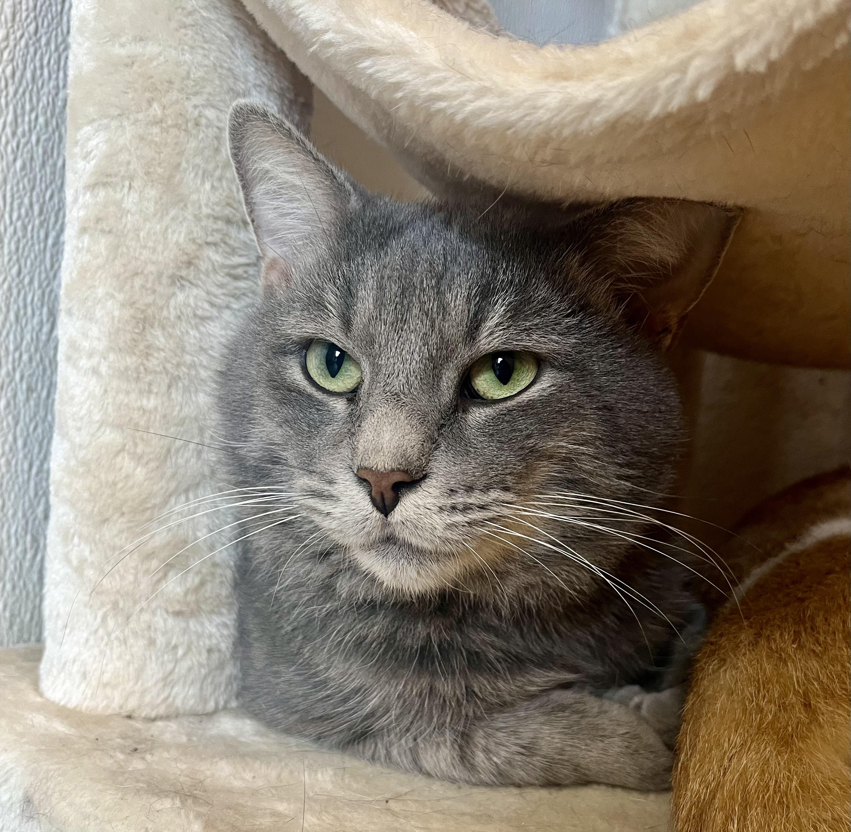 Enlarge Albie, a ADOPTABLE Domestic Short Hair in Seville, OH image 1/1
