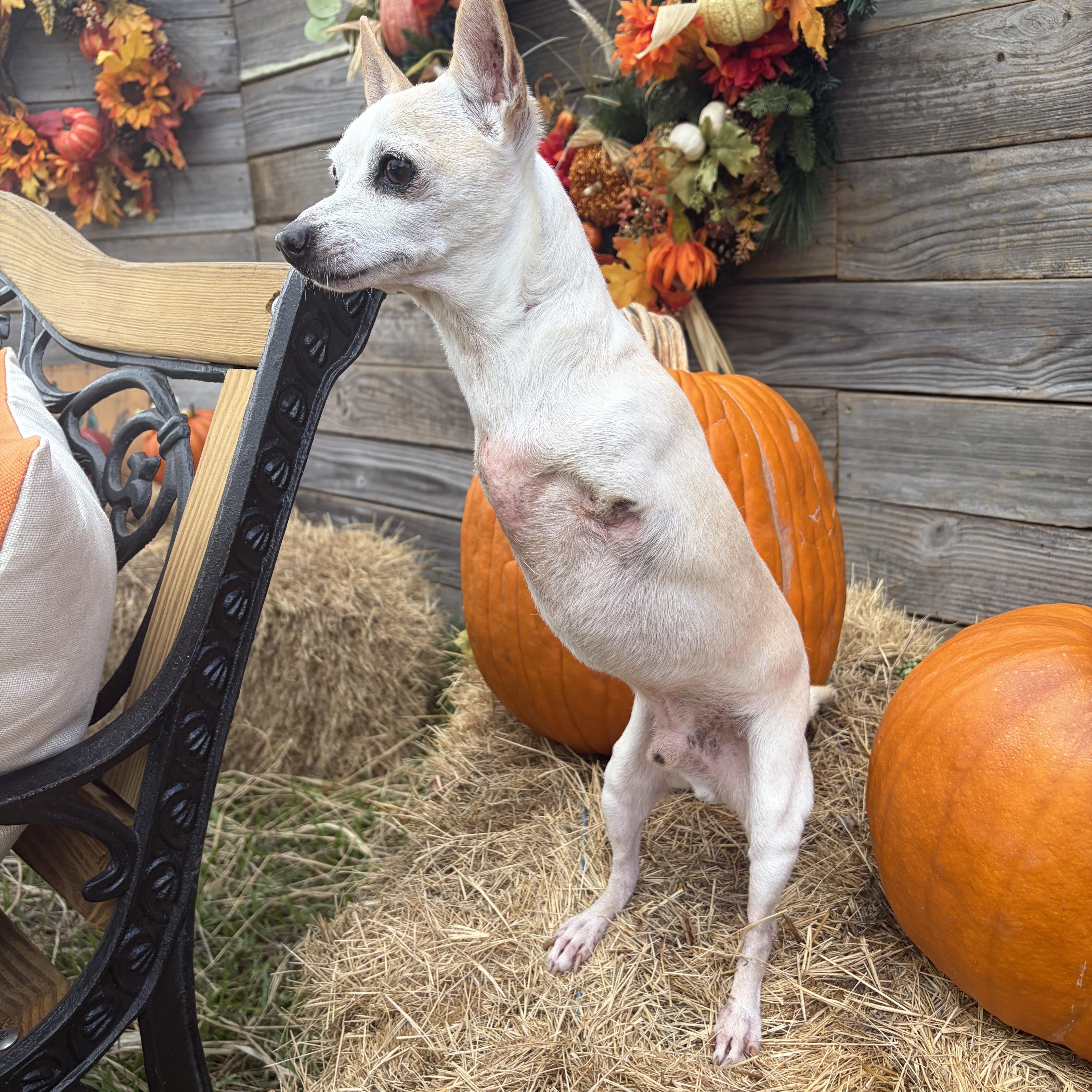 Enlarge Lance, a Adoptable Chihuahua in Brentwood, TN image 1/6