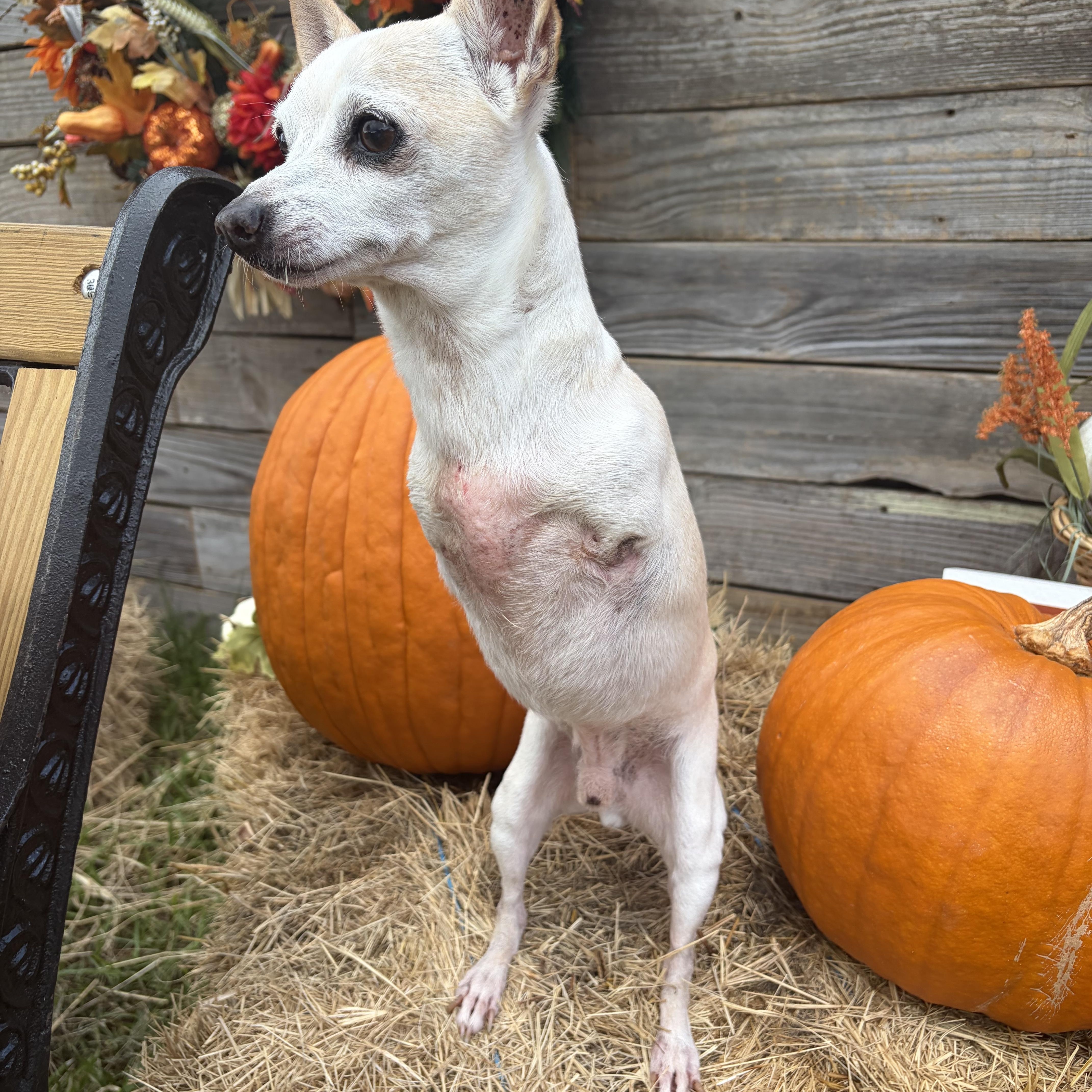 Enlarge Lance, a Adoptable Chihuahua in Brentwood, TN image 3/6