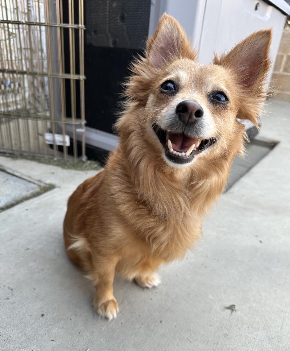 Lovebug, Adopted, Adult Female Chihuahua & Mixed Breed.