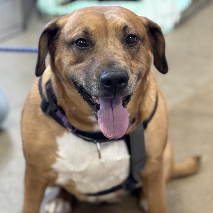 Enlarge Farrah, a Adoptable mixed breed in Irwin, PA image 1/5