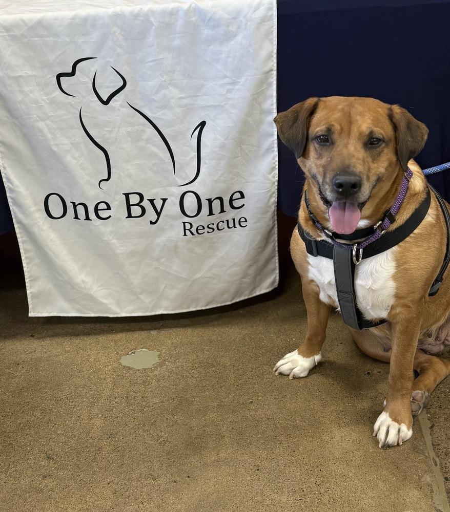 Enlarge Farrah, a Adoptable mixed breed in Irwin, PA image 2/5