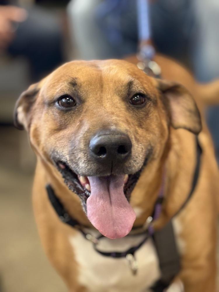 Enlarge Farrah, a Adoptable mixed breed in Irwin, PA image 3/5