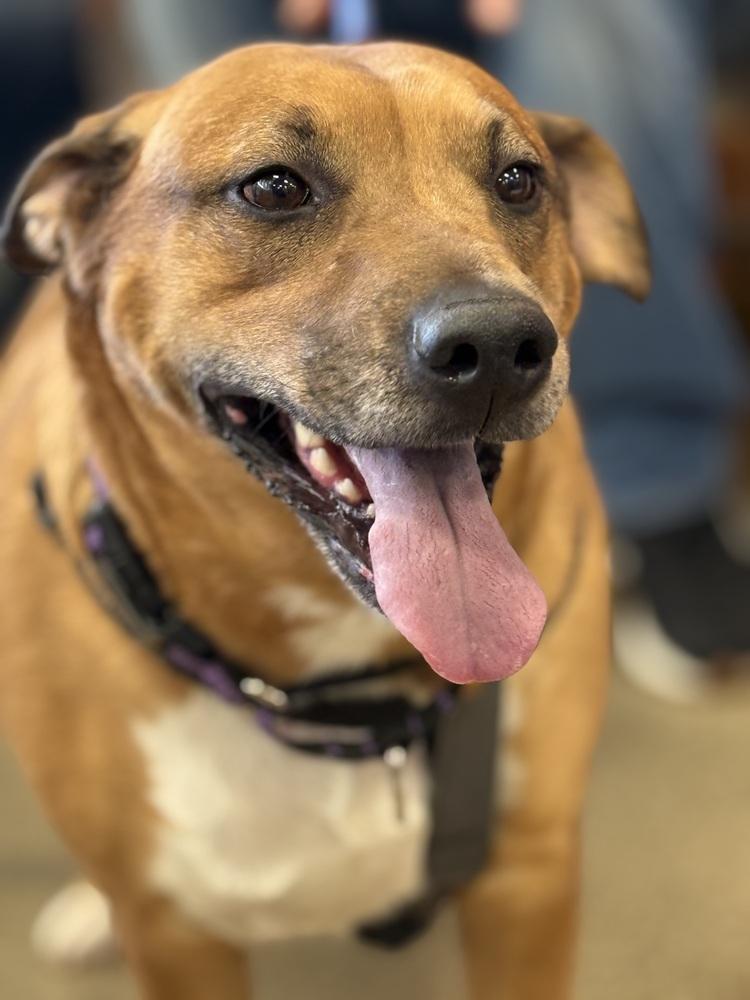 Enlarge Farrah, a Adoptable mixed breed in Irwin, PA image 4/5