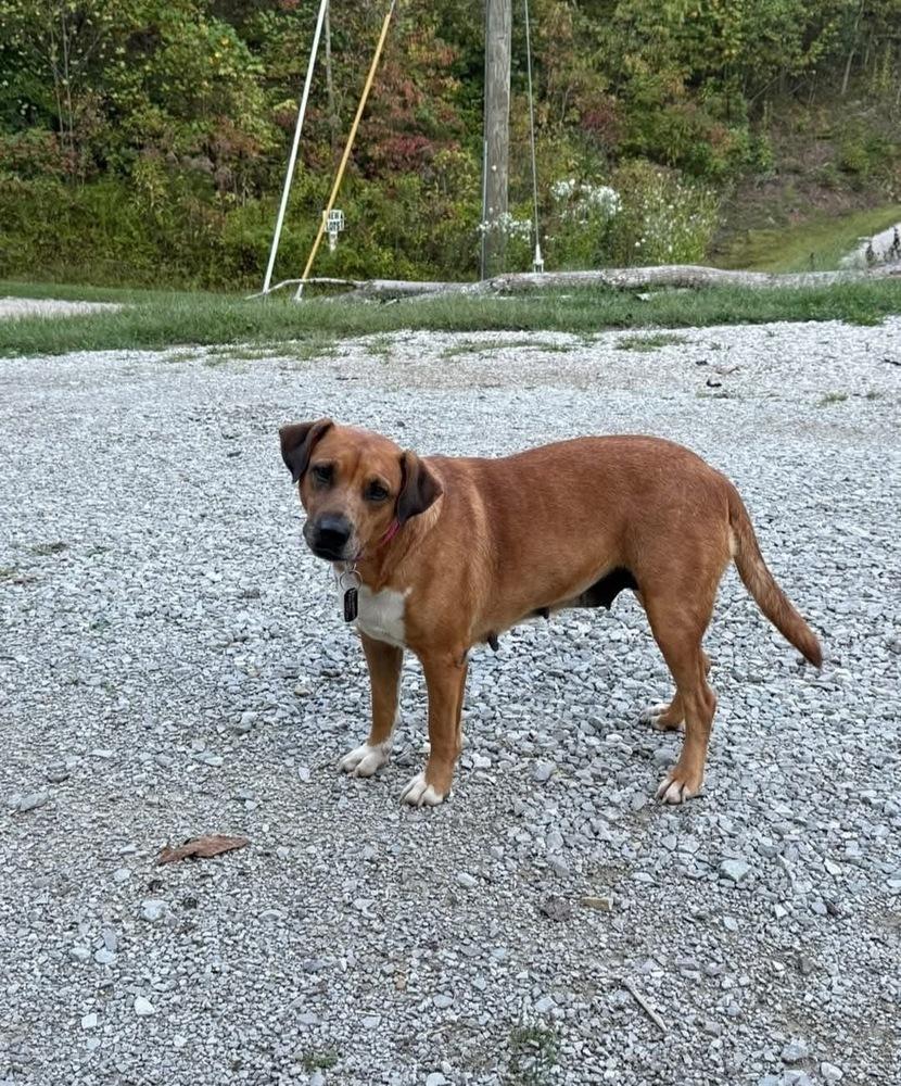 Enlarge Farrah, a Adoptable mixed breed in Irwin, PA image 5/5