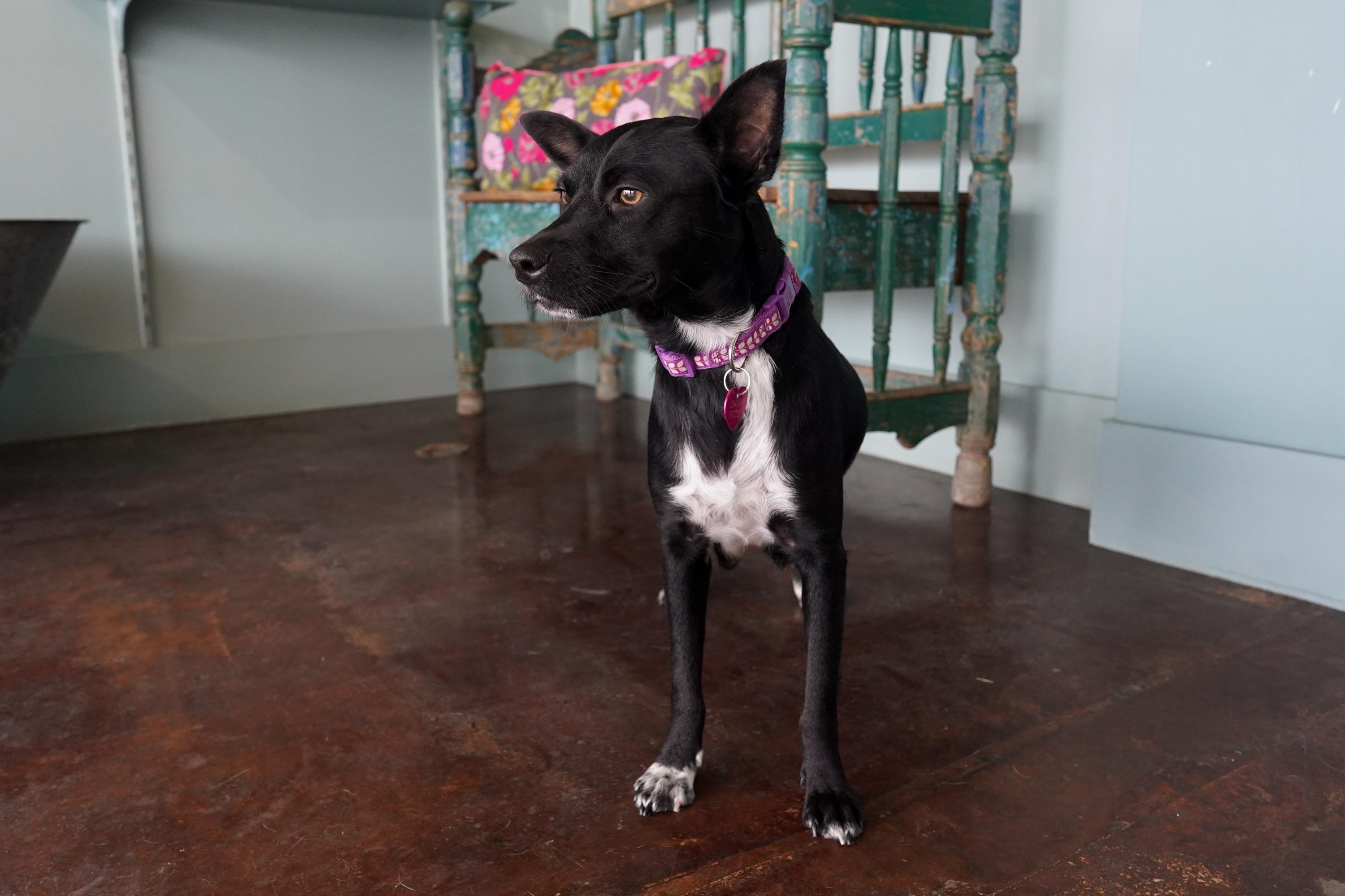 Enlarge Violet, a ADOPTABLE mixed breed in San Antonio, TX image 2/4