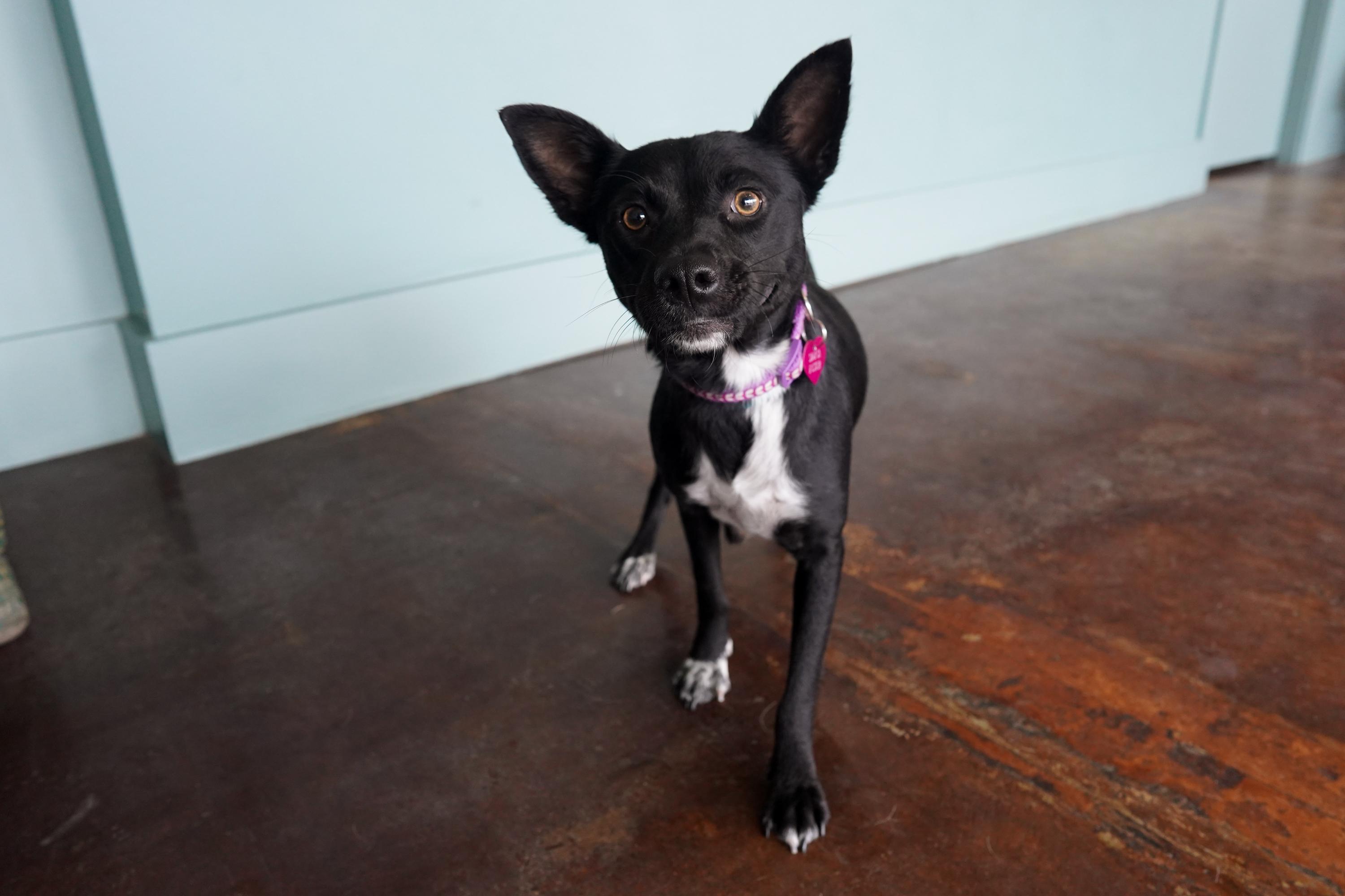 Violet, ADOPTABLE, Adult Female Border Collie & Husky.