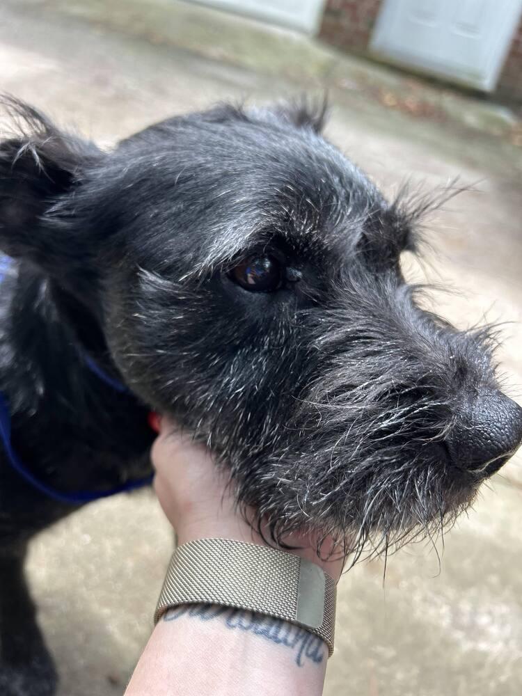 Finn, Adopted, Senior Male Schnauzer.