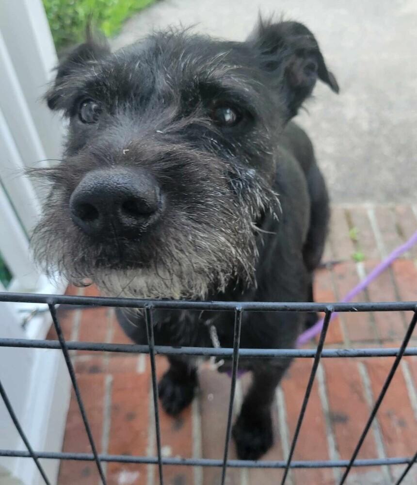 Enlarge Finn, a Adopted mixed breed in Wendell, NC image 2/3