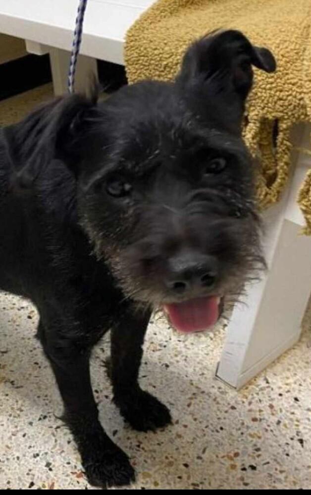 Enlarge Finn, a Adopted mixed breed in Wendell, NC image 3/3