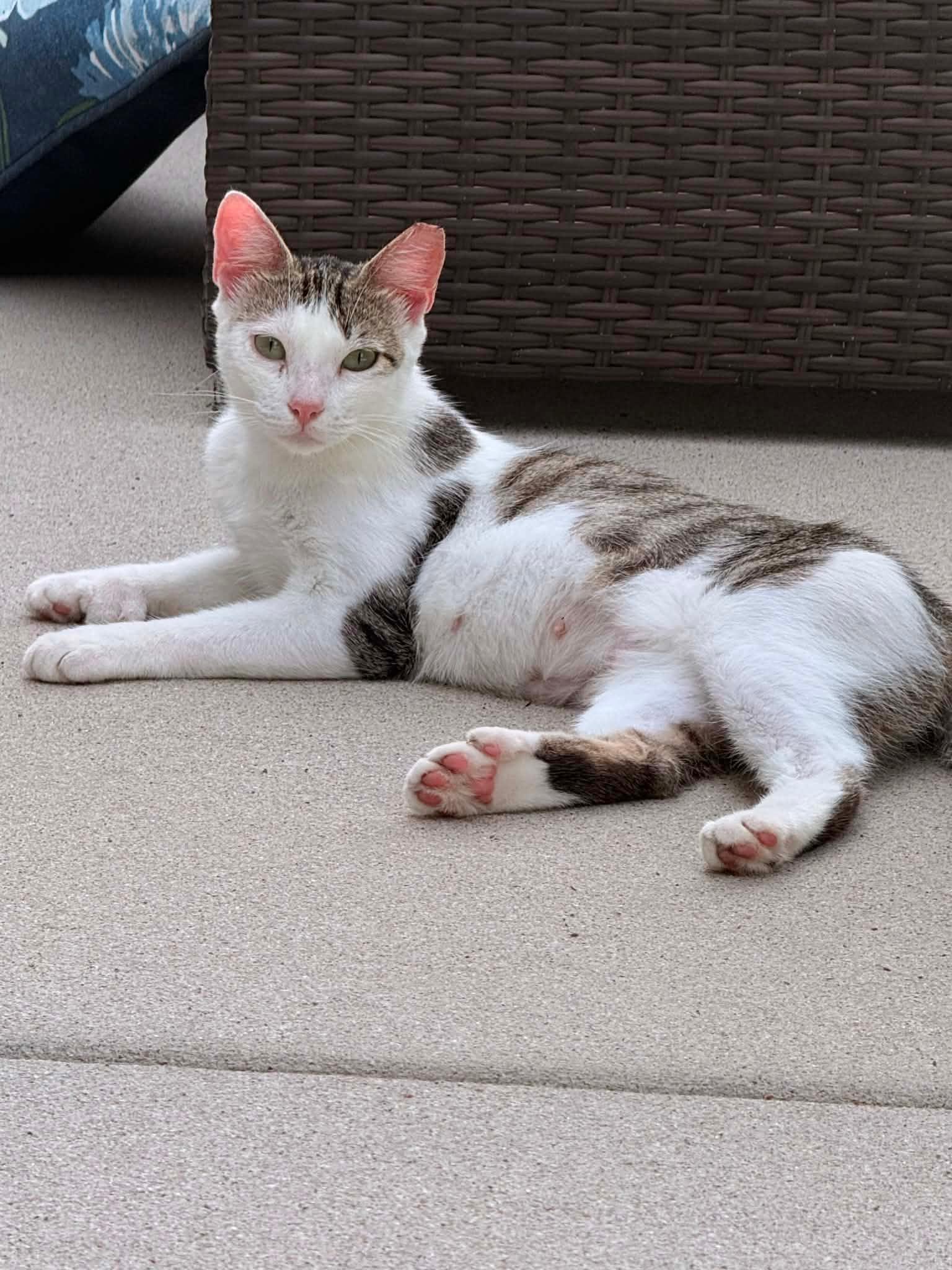 Polly the Polydactyl, ADOPTABLE, Young Female Domestic Short Hair.
