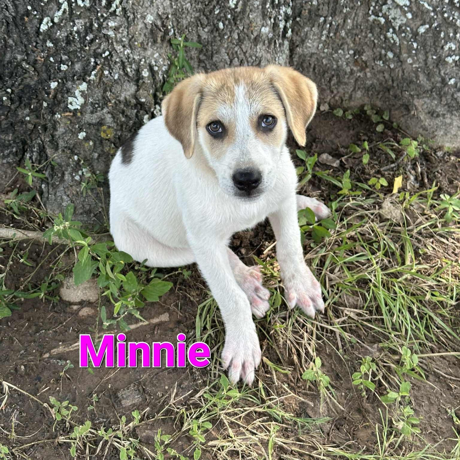 Minnie