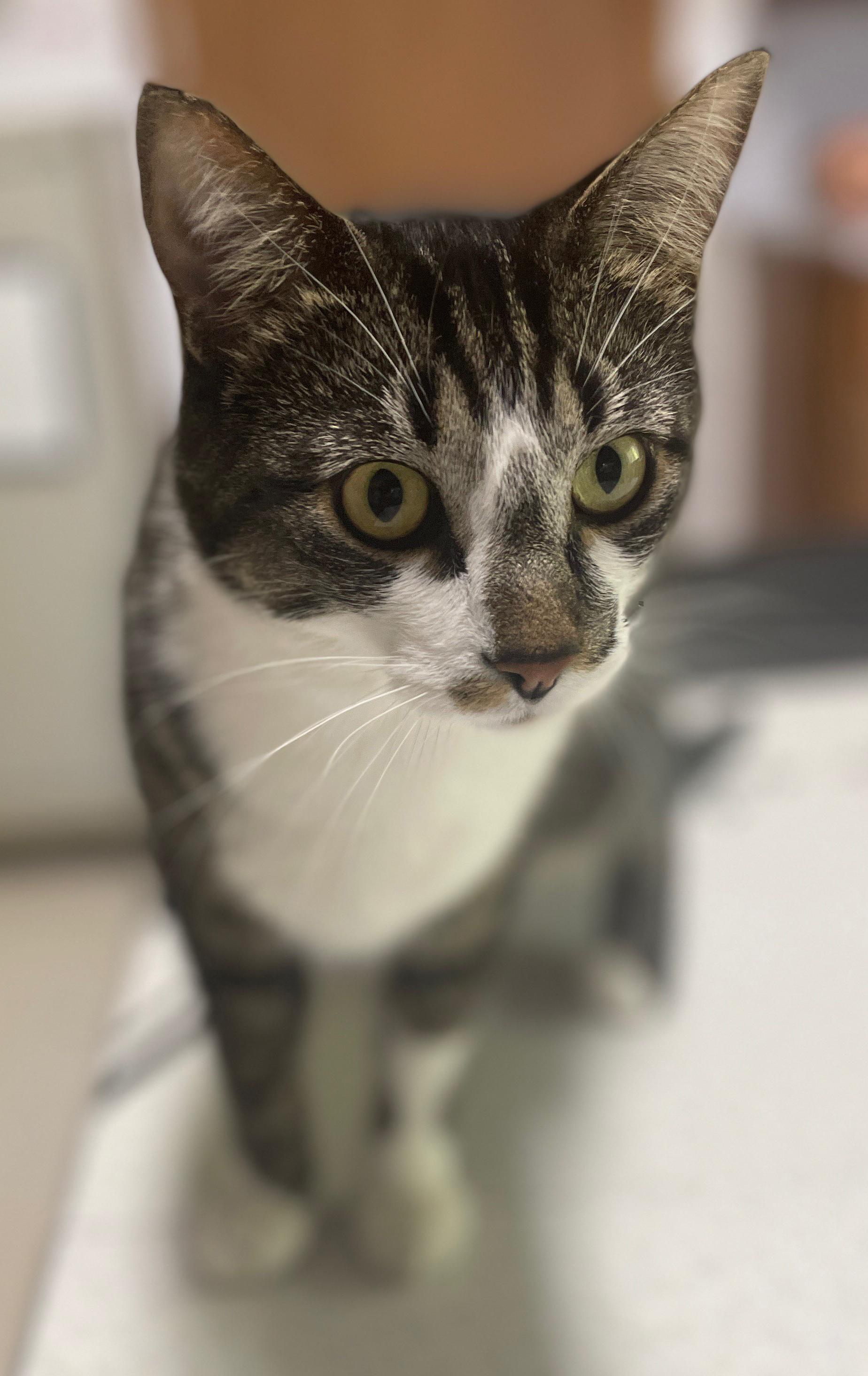 Archie (bonded with Ruby), a Adoptable Domestic Short Hair in Neillsville, WI image 3/6