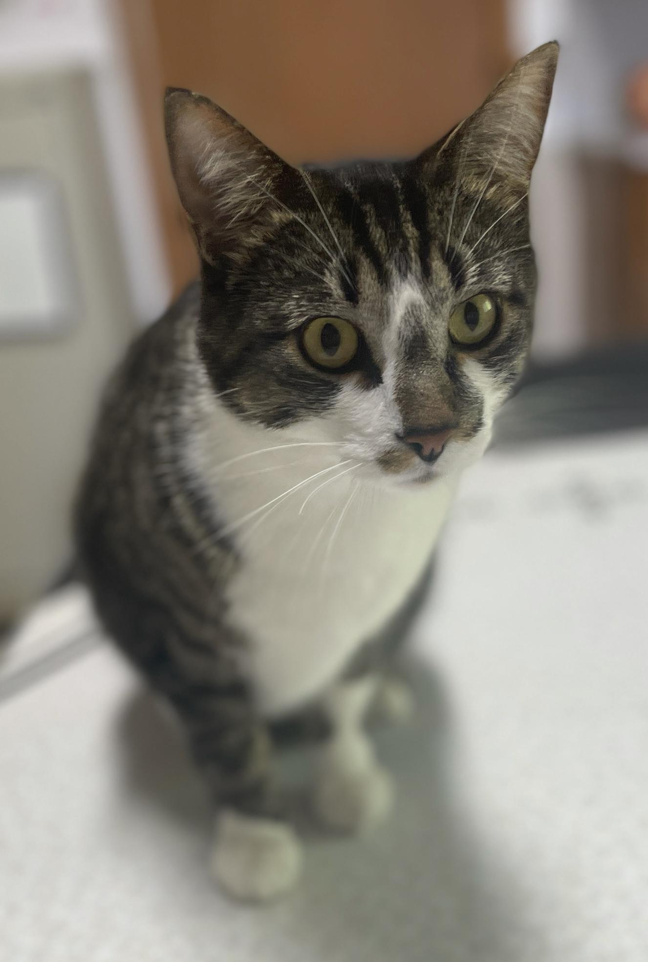 Archie (bonded with Ruby), a Adoptable Domestic Short Hair in Neillsville, WI image 6/6
