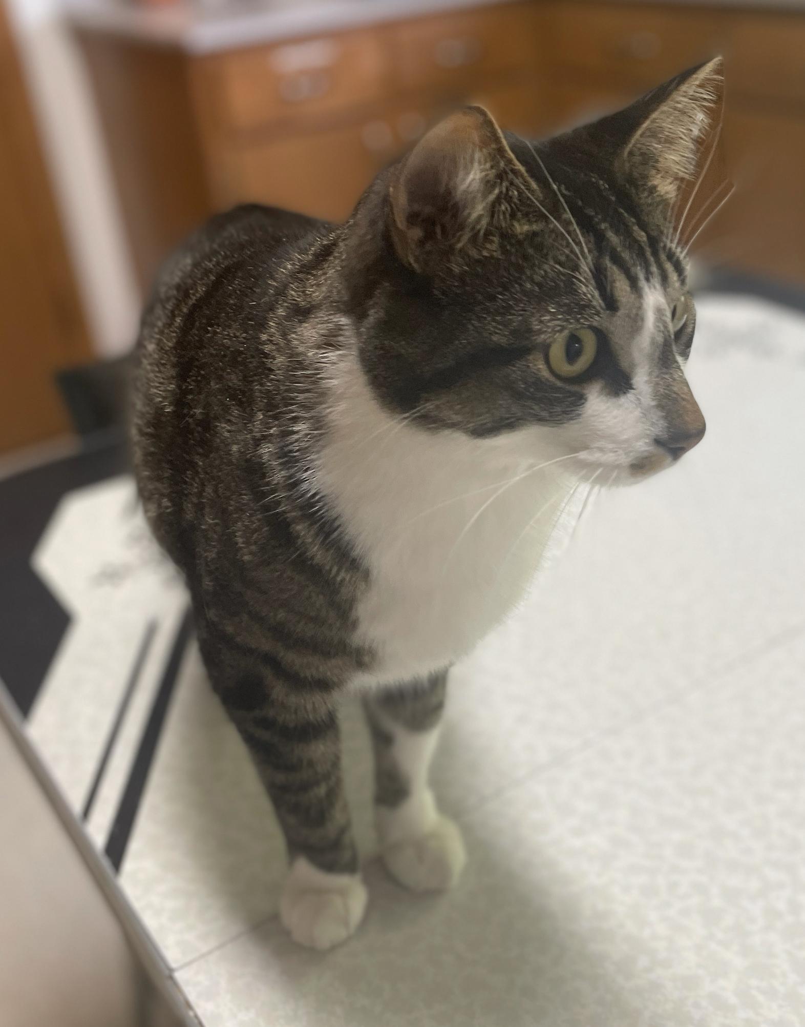 Archie (bonded with Ruby), a Adoptable Domestic Short Hair in Neillsville, WI image 5/6