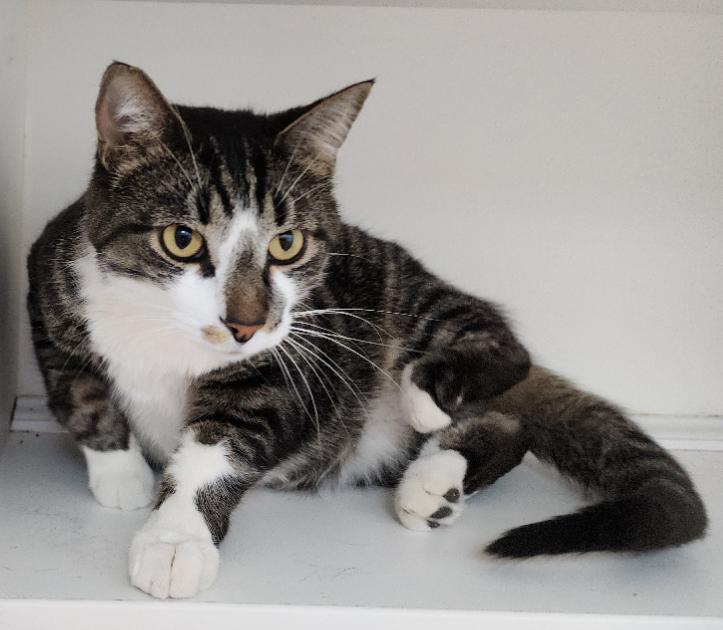 Archie (bonded with Ruby), a Adoptable Domestic Short Hair in Neillsville, WI image 2/6