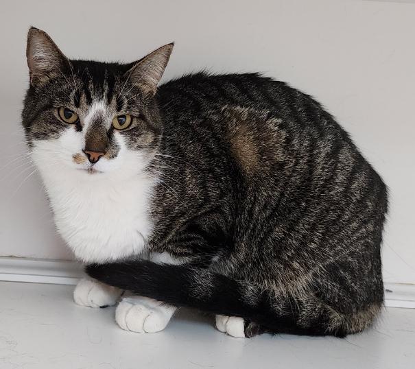 Archie (bonded with Ruby), Adoptable, Adult Male Domestic Short Hair.