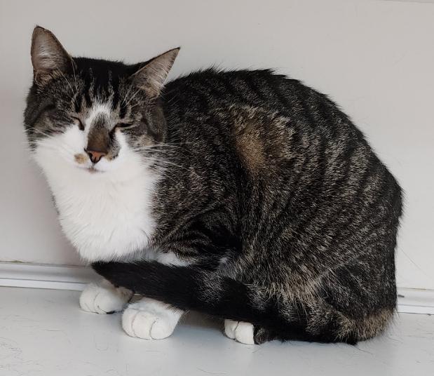 Archie (bonded with Ruby), a Adoptable Domestic Short Hair in Neillsville, WI image 4/6