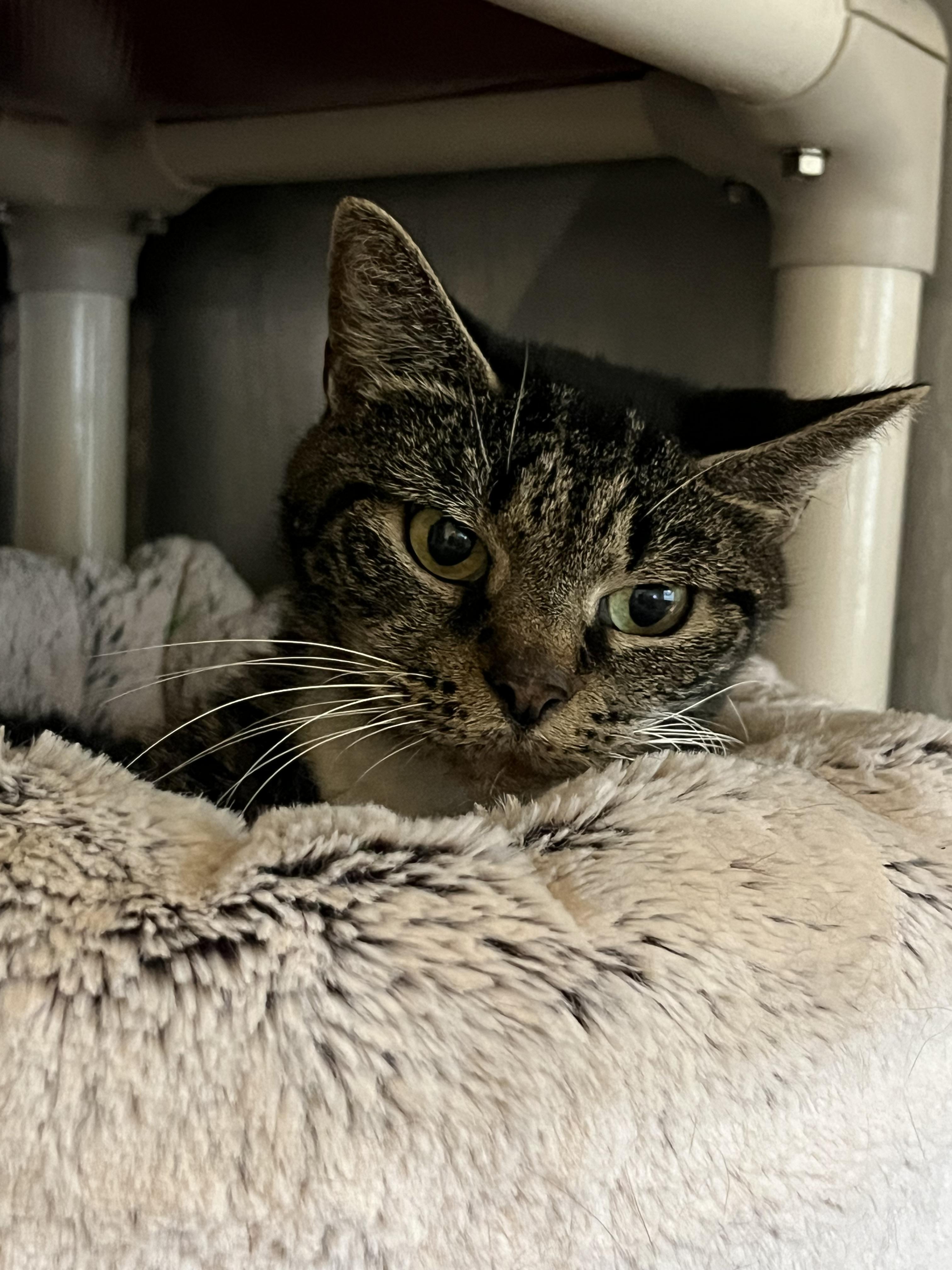 Enlarge Alice, a Adoptable mixed breed in Mendham, NJ image 1/2