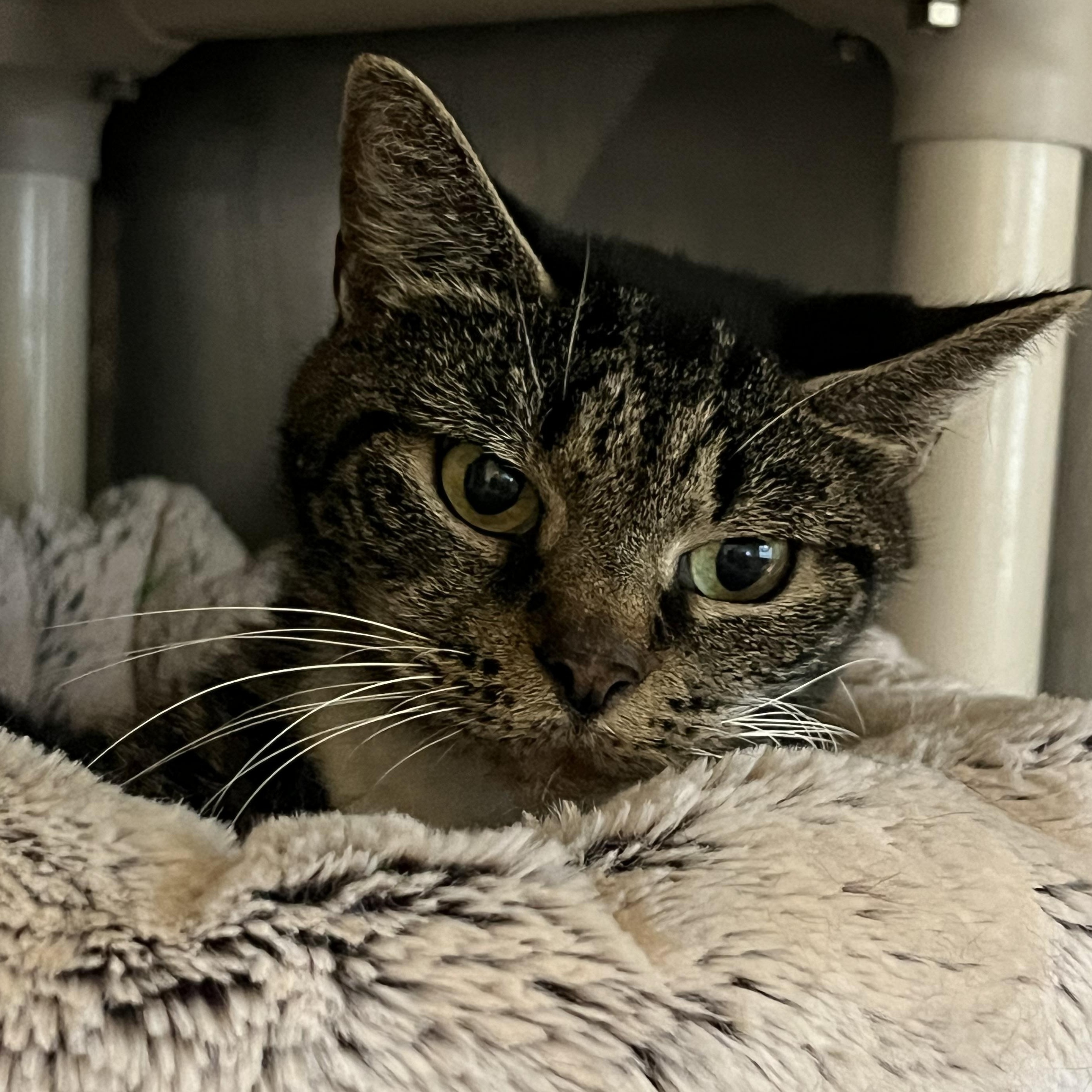 Alice, Adoptable, Senior Female Domestic Short Hair.