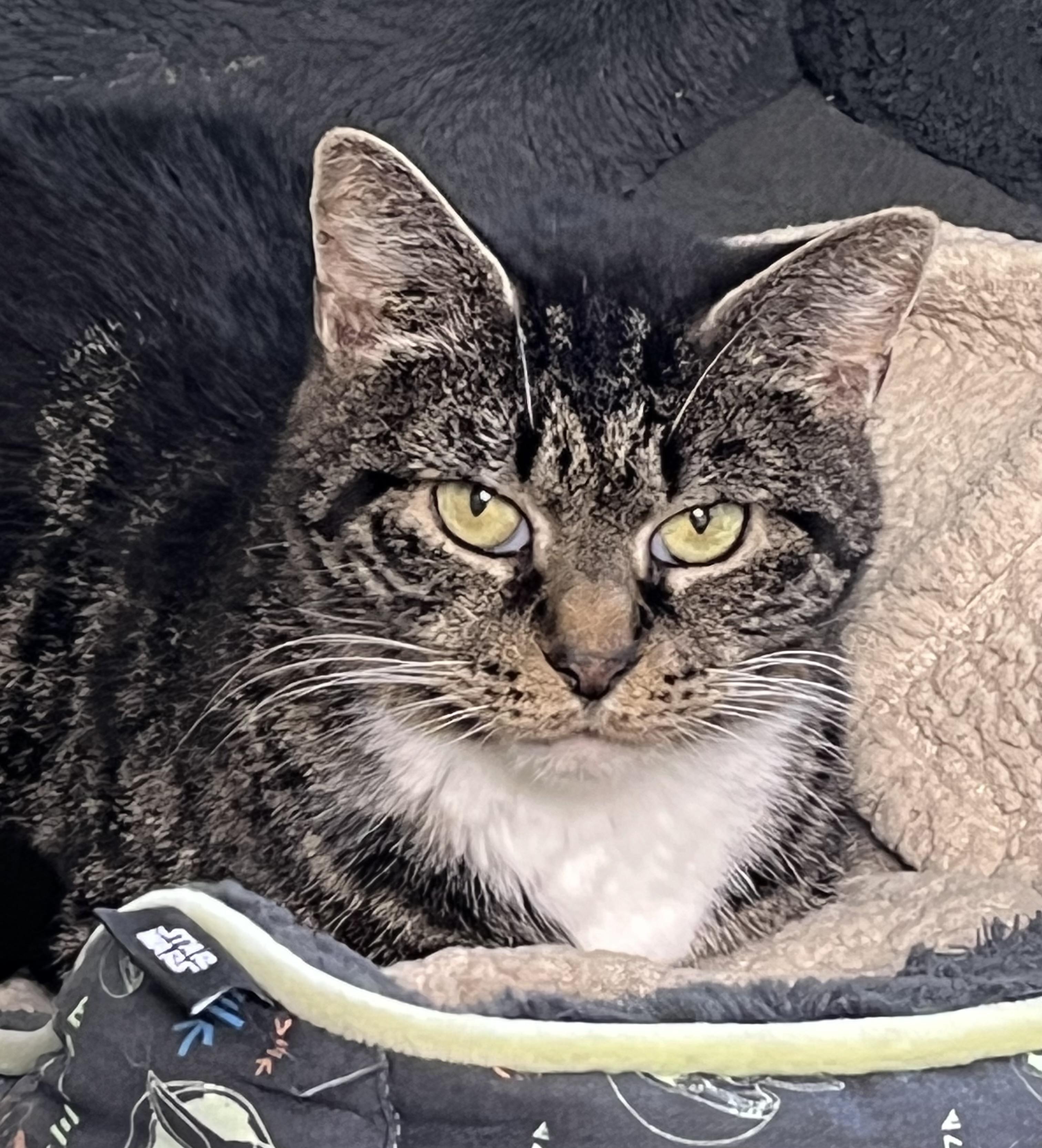 Alice, Adoptable, Senior Female Domestic Short Hair.