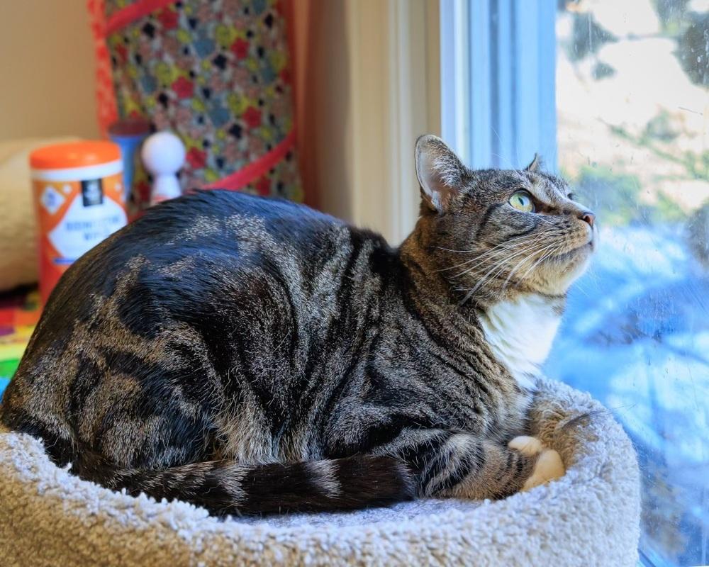 Jayden, Adoptable, Young Male Domestic Short Hair.