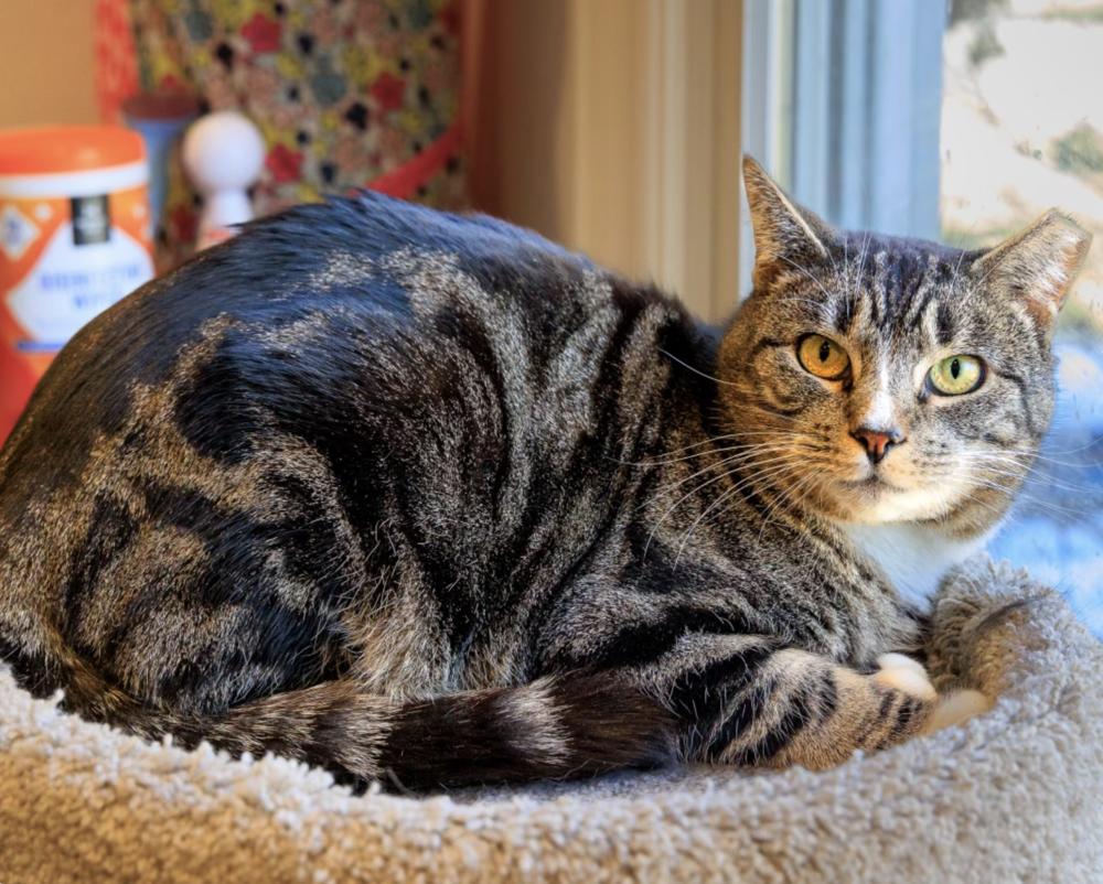 Jayden, a Adoptable mixed breed in Oradell, NJ image 2/2