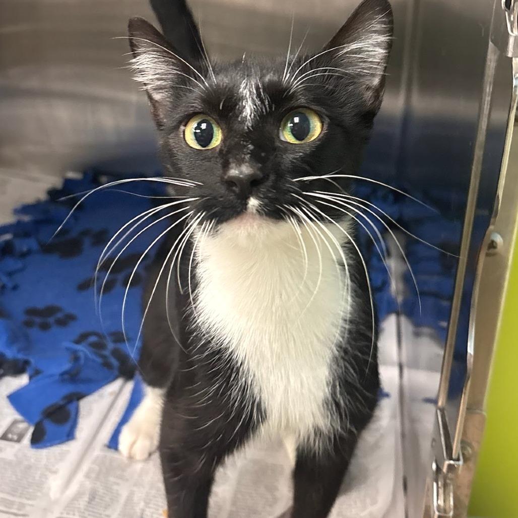Enlarge Jessica - Petsmart Belleville, a Adoptable Domestic Short Hair in Belleville, IL image 1/1