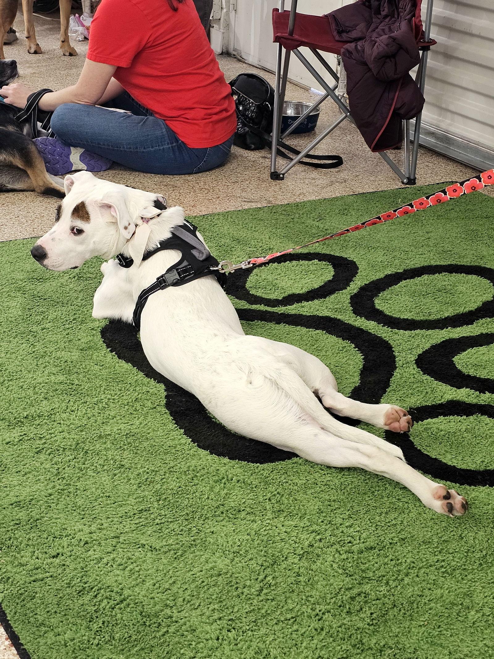 Aspen, Adopted, Young Female Boxer & Pit Bull Terrier.