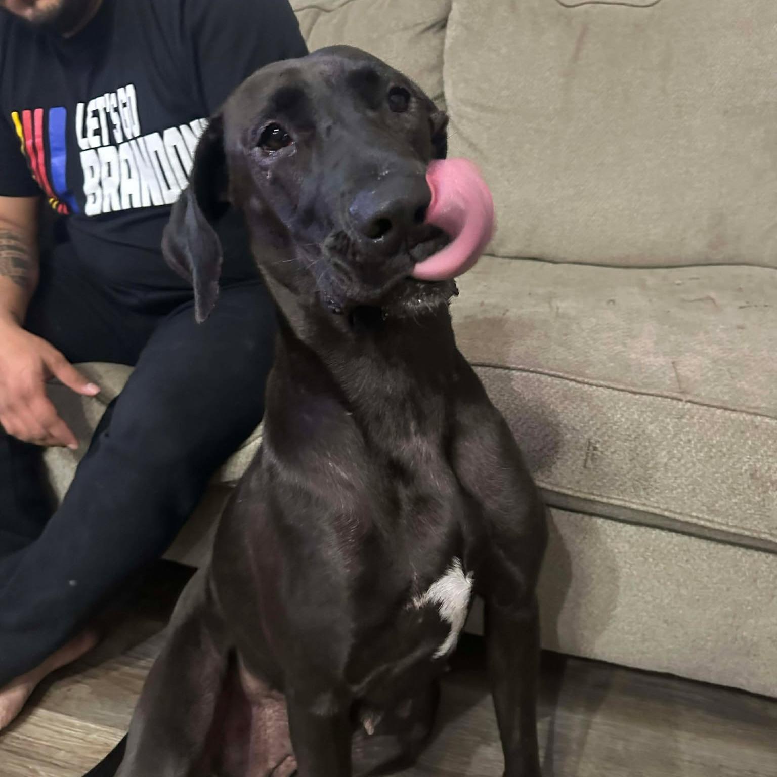 Enlarge Sadie, an adoptable mixed breed in San Antonio, TX image 6/6