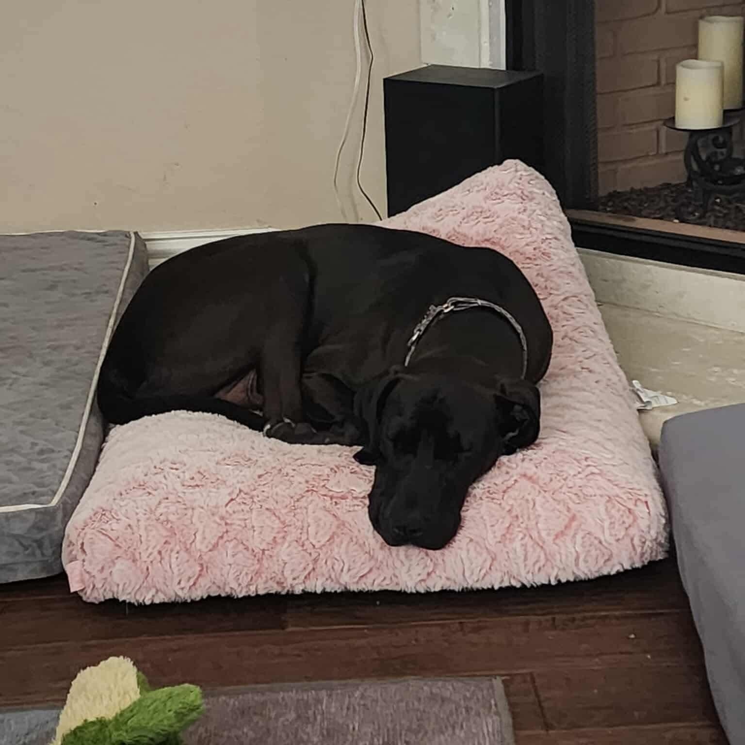 Enlarge Sadie, an adoptable mixed breed in San Antonio, TX image 2/6