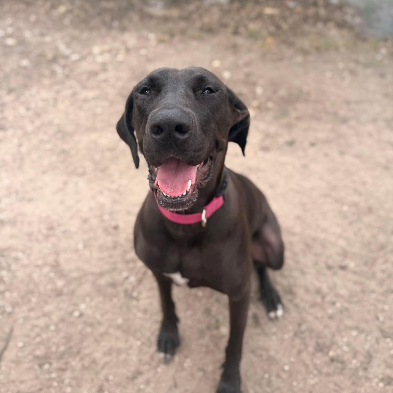 Enlarge Sadie, an adoptable mixed breed in San Antonio, TX image 3/6