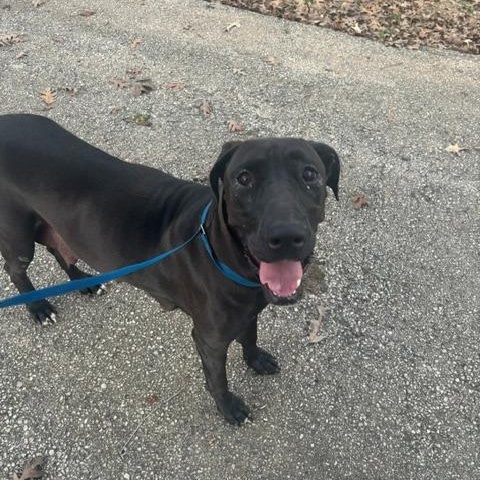 Sadie, ADOPTABLE, Young Female Great Dane & Black Labrador Retriever.