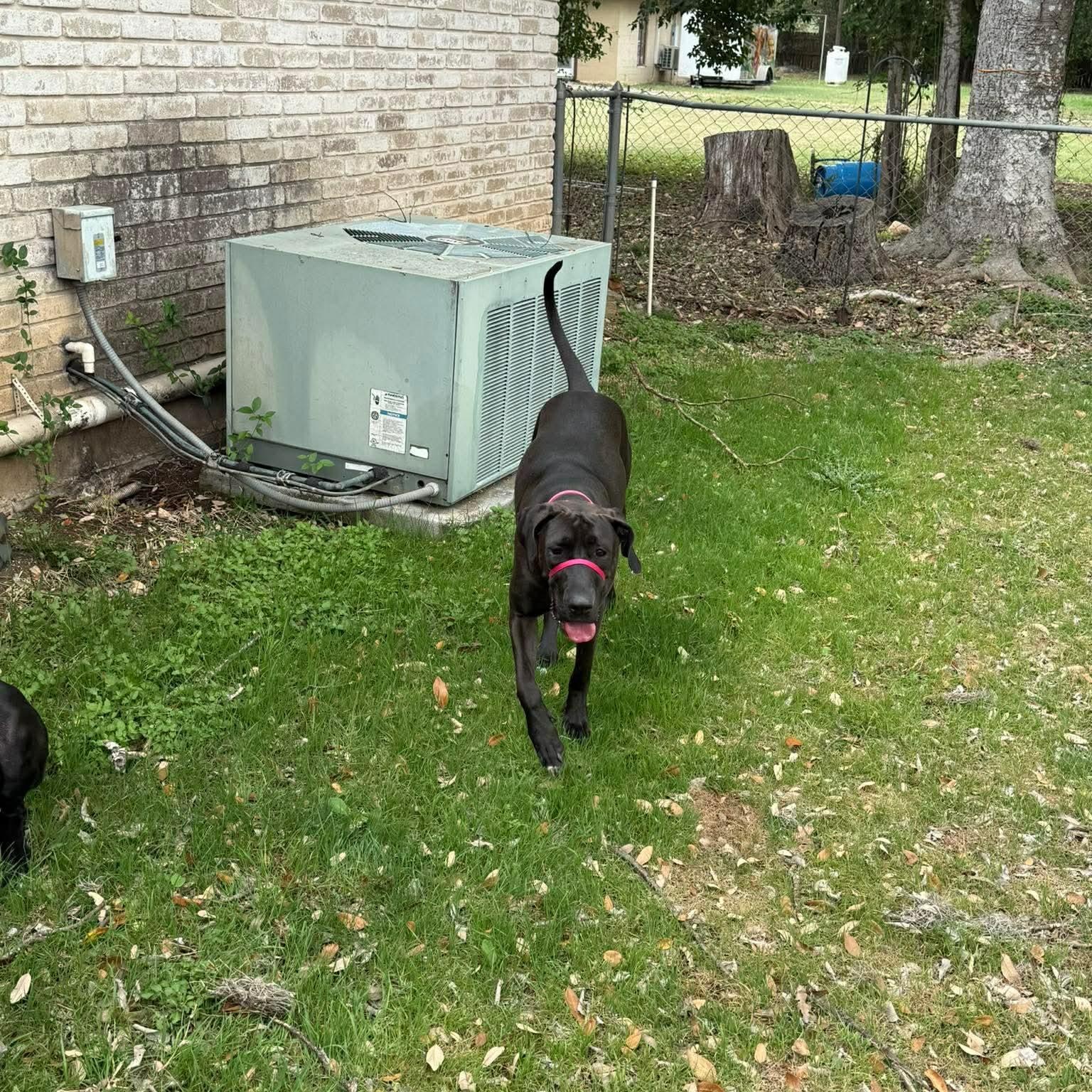 Enlarge Sadie, an adoptable mixed breed in San Antonio, TX image 5/6