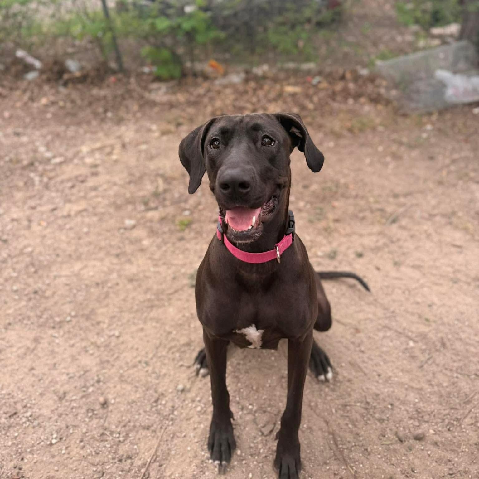 Enlarge Sadie, an adoptable mixed breed in San Antonio, TX image 1/6