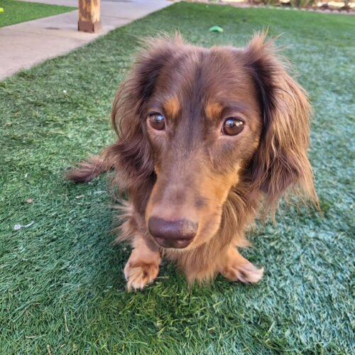 Rowan, Adoptable, Adult Male Dachshund.