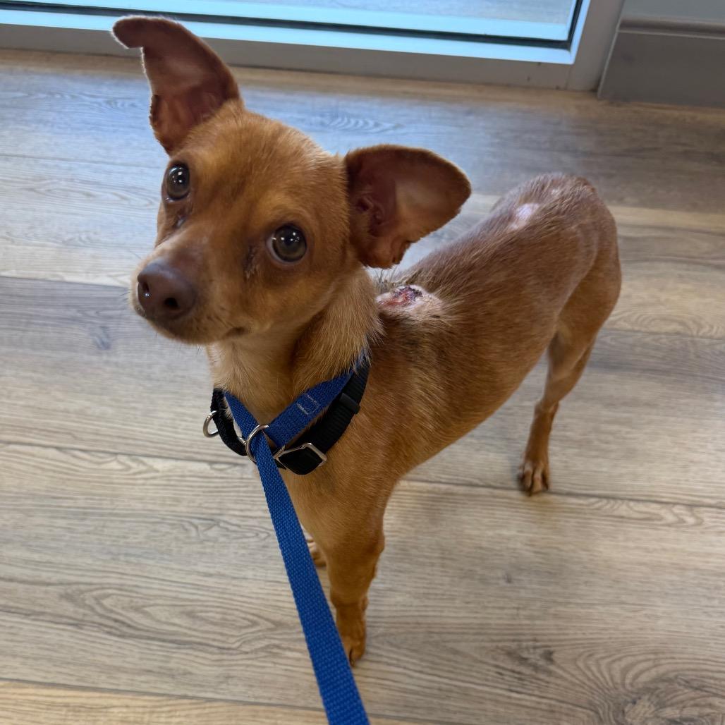 Boris, a Adoptable Chihuahua in West Chester, PA image 2/6
