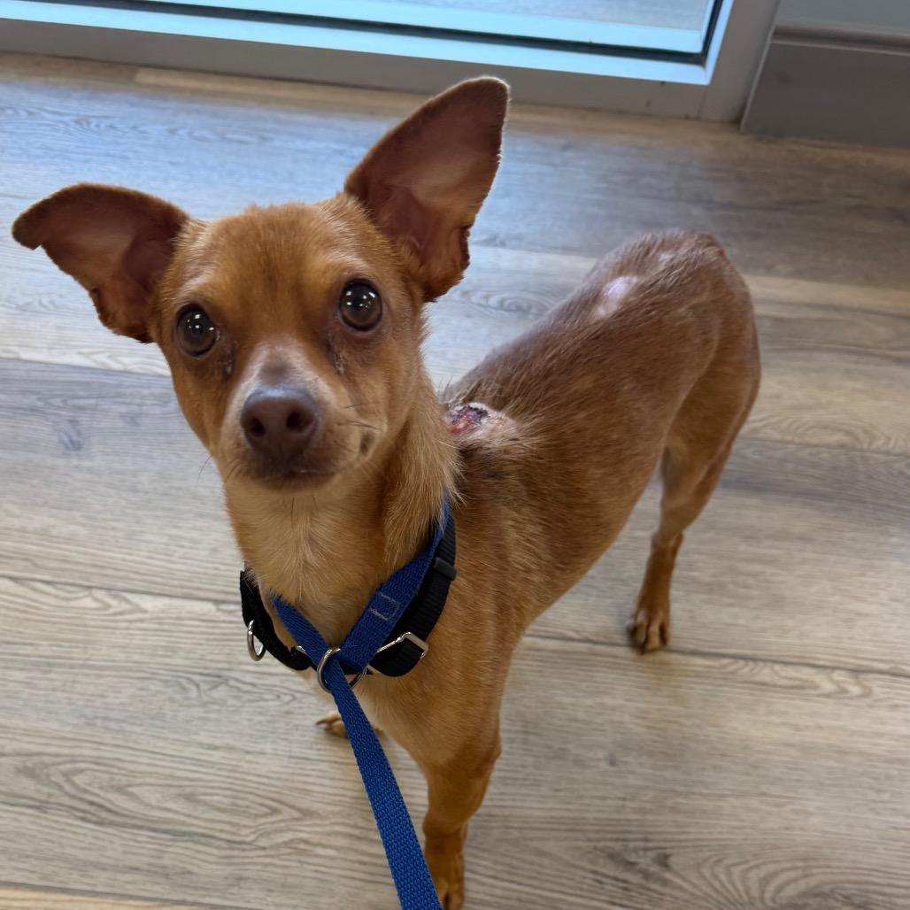 Boris, a Adoptable Chihuahua in West Chester, PA image 3/6