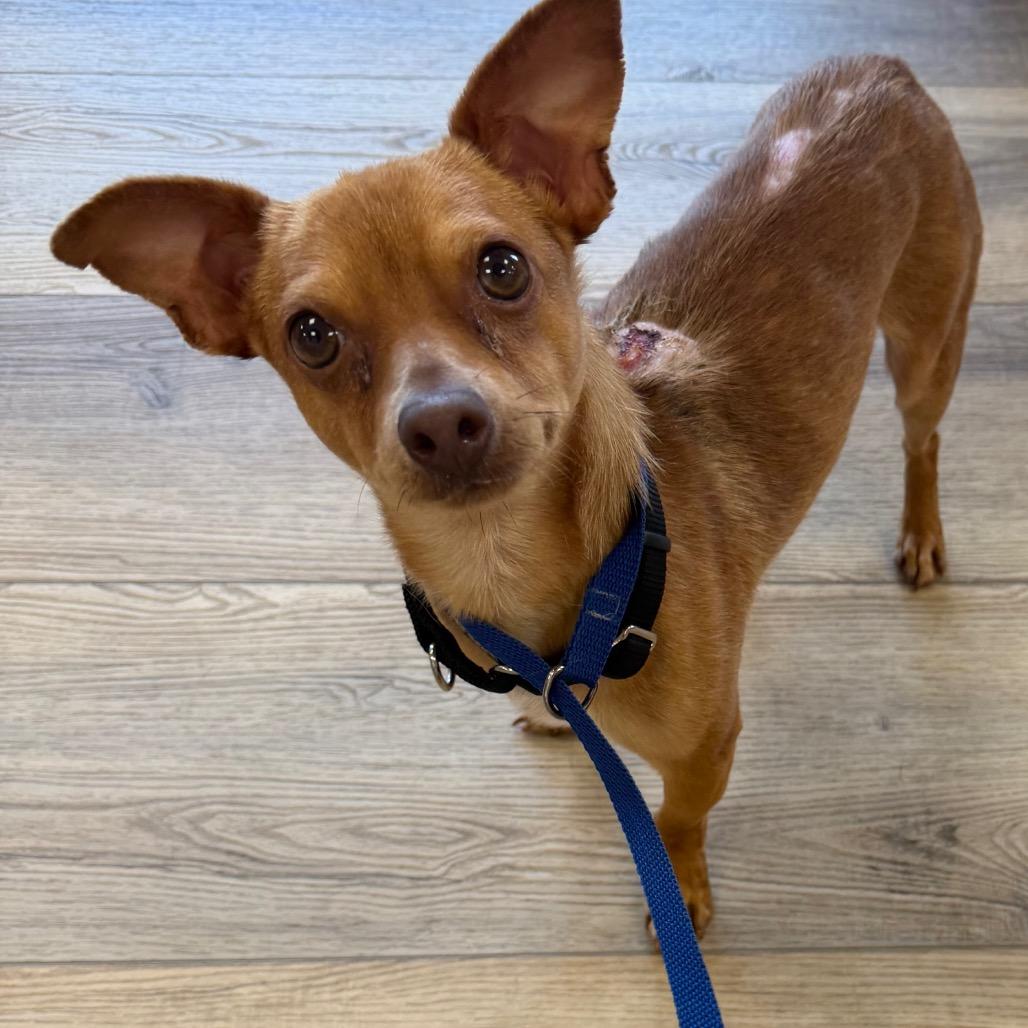 Boris, a Adoptable Chihuahua in West Chester, PA image 6/6