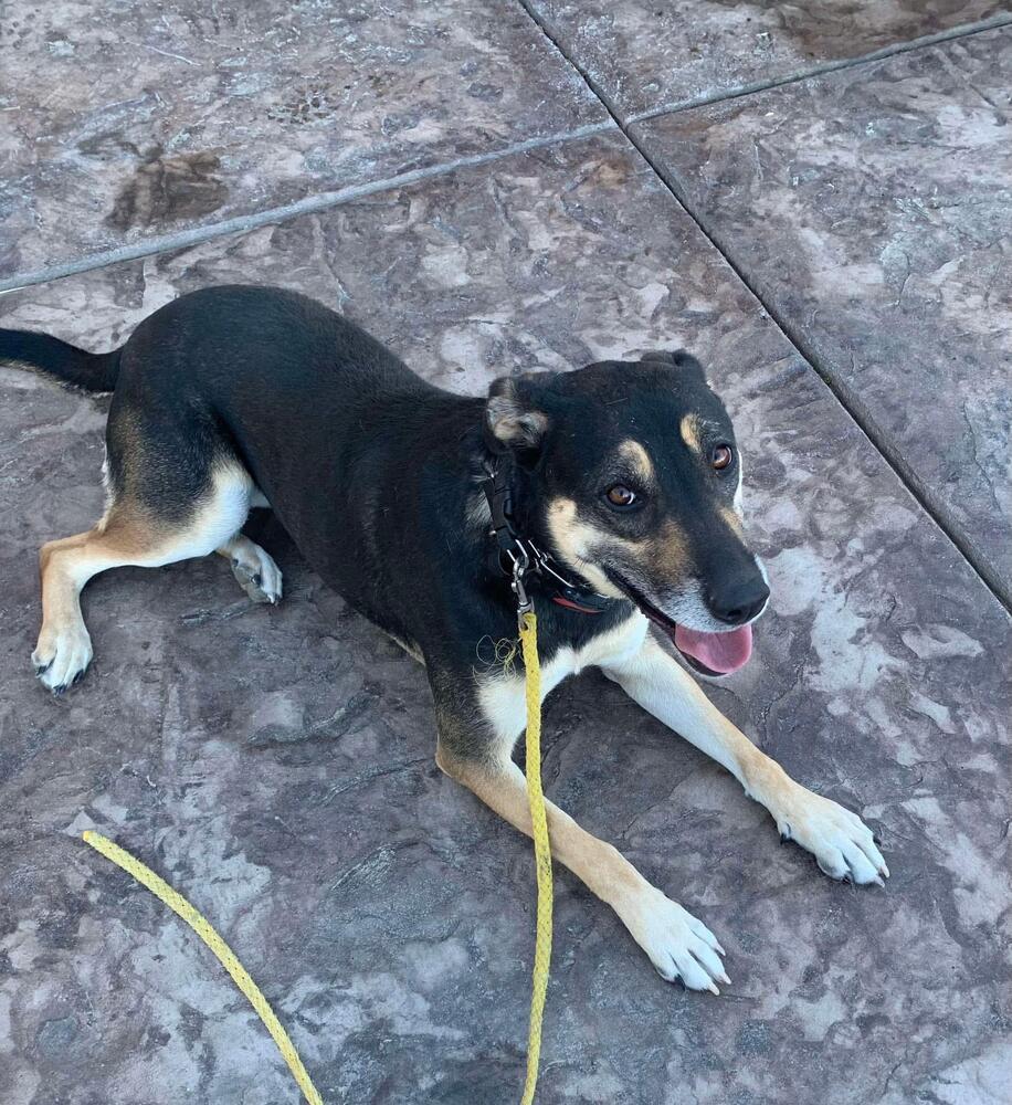 Suzie Q, a Adoptable German Shepherd Dog in Wilton, CA image 1/2