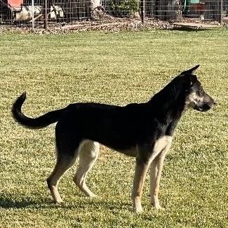 Suzie Q, a Adoptable German Shepherd Dog in Wilton, CA image 2/2