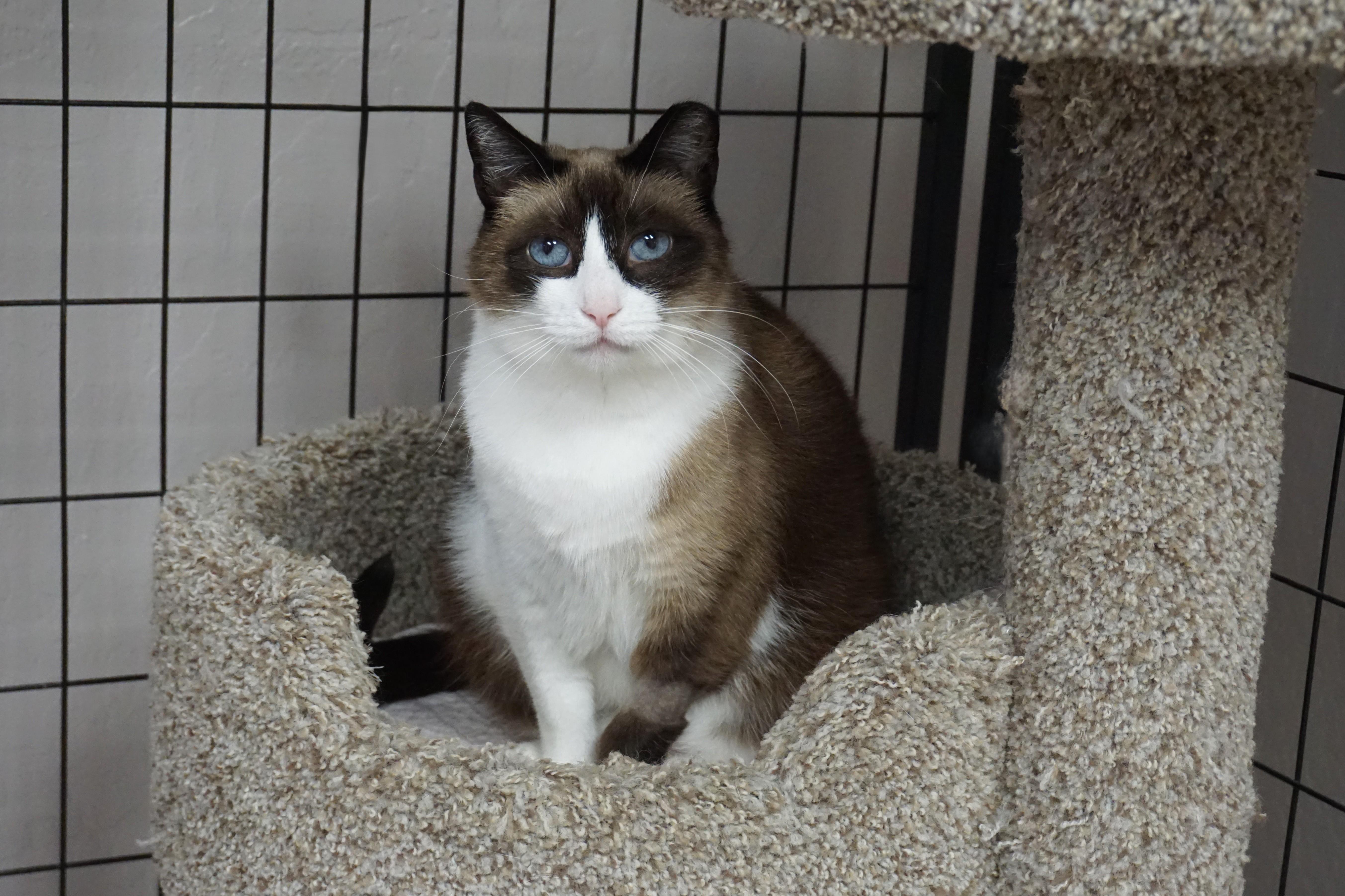 Enlarge Grumpkin, a Adopted Domestic Medium Hair in Fountain Hills, AZ image 4/5