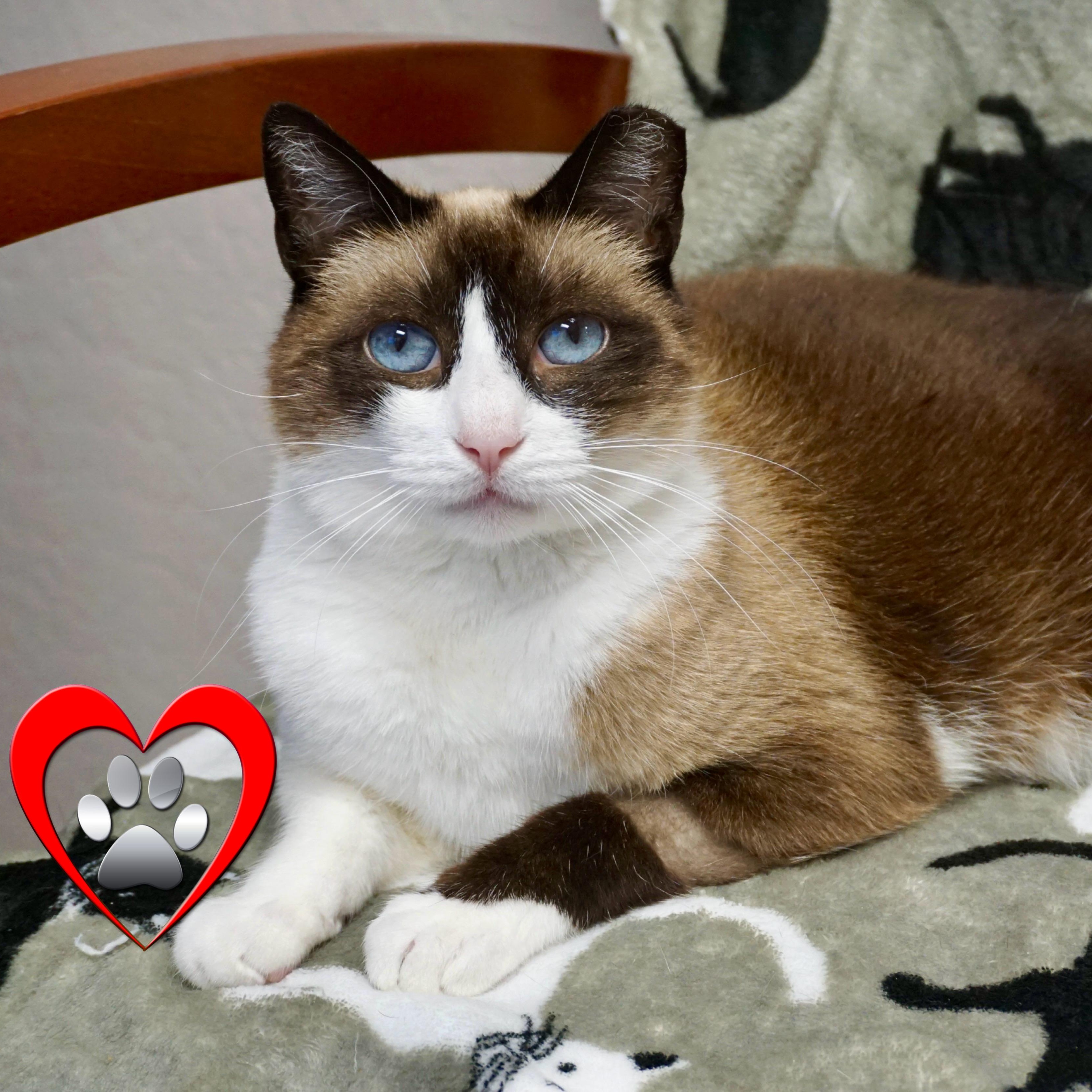 Grumpkin, Adoptable, Senior Female Domestic Medium Hair.