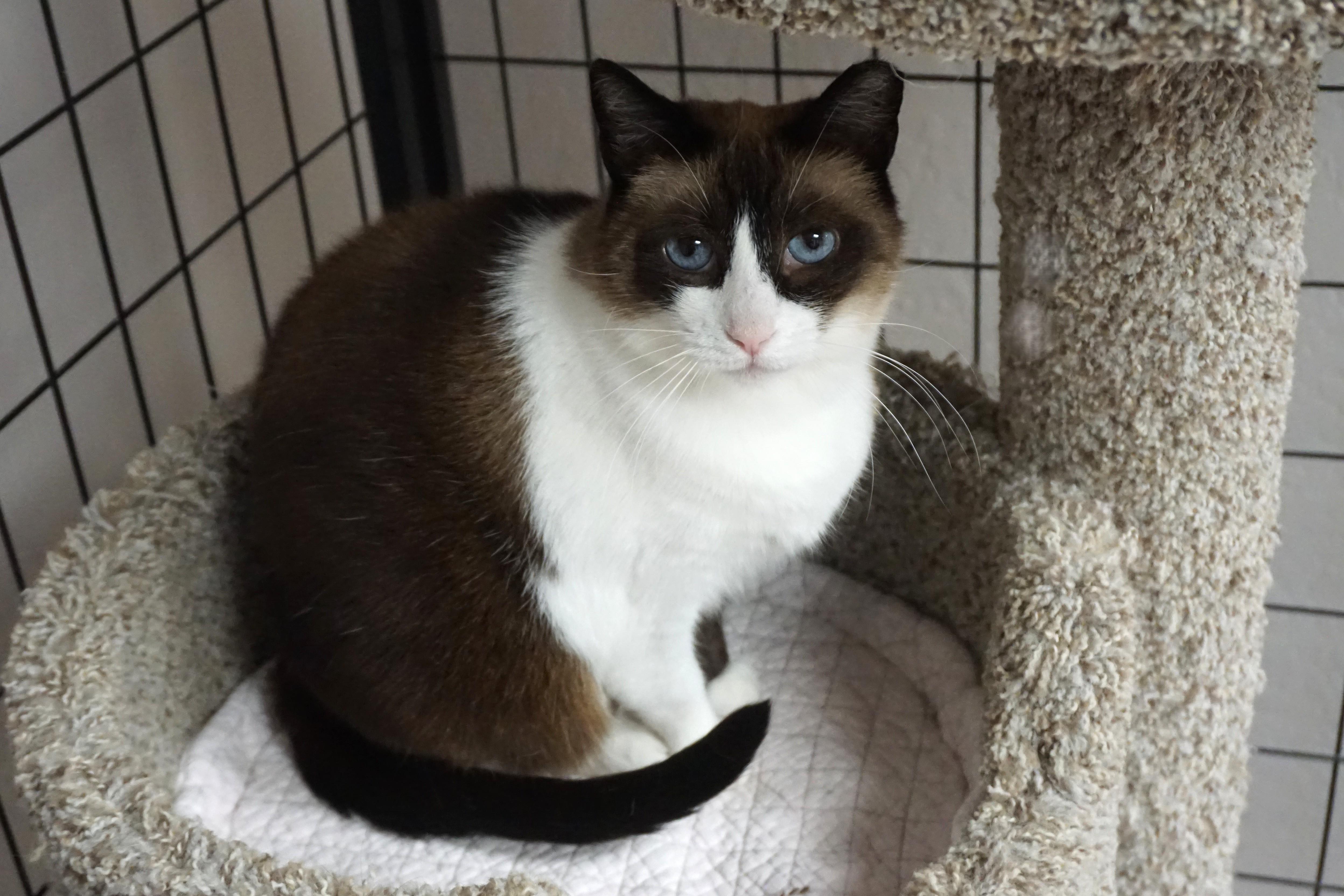 Enlarge Grumpkin, a Adopted Domestic Medium Hair in Fountain Hills, AZ image 5/5